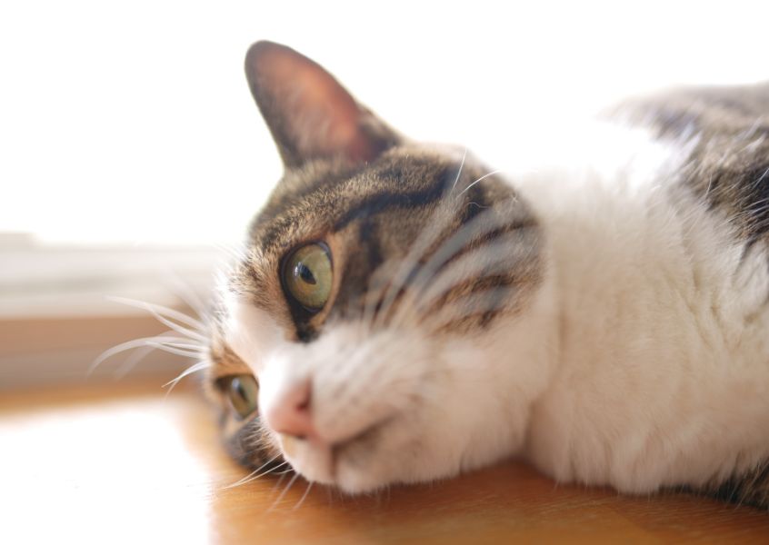 外耳炎って？