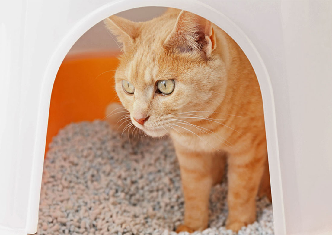 膀胱炎ってなに？