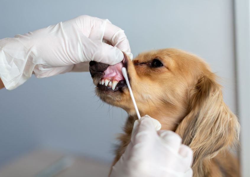 ケンネルコフってなに？