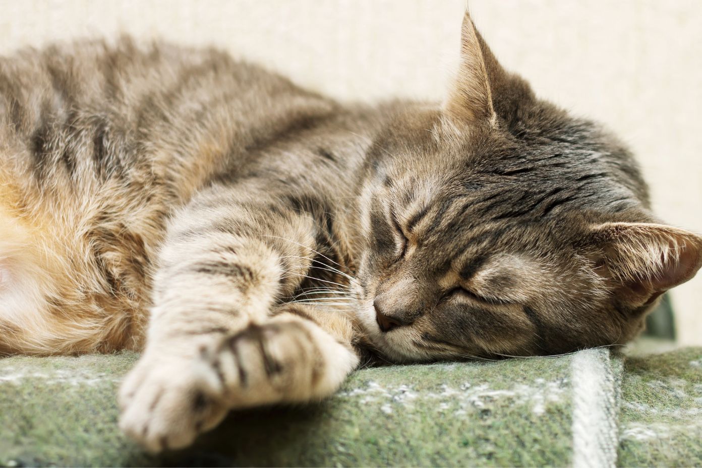 猫の心筋症は原因によって大きく3つのタイプに分類されます。