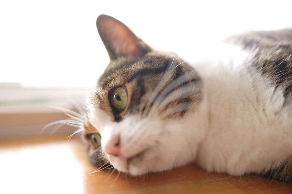 ペットの保険のコラム 外耳炎って？